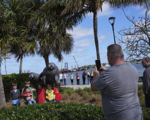 Manatees congregate in warm waters near power plants as US winter storms graze Florida