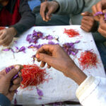 Kashmir's saffron growers experiment with indoor farming as climate pressures mount