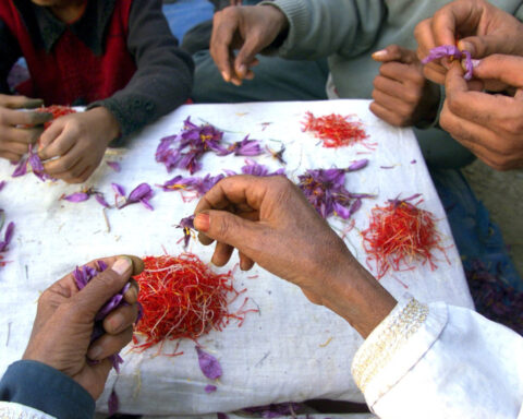 Kashmir's saffron growers experiment with indoor farming as climate pressures mount