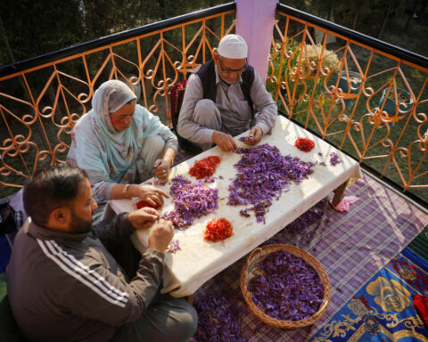 Kashmir's saffron growers experiment with indoor farming as climate pressures mount