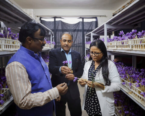 Kashmir's saffron growers experiment with indoor farming as climate pressures mount