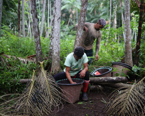 In the Amazon, women lead efforts to grow acai berry production