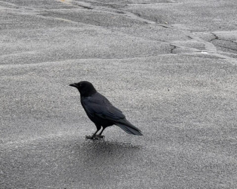 Chicago-based company conducts study of downtown crows