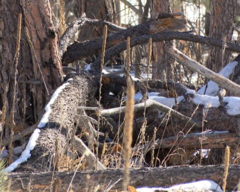 Black Forest homeowners worry of fire risk from 40-acre vacant property filled with dead trees