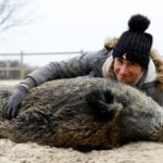 Adopted wild boar 'Rillette' threatened with euthanasia in France