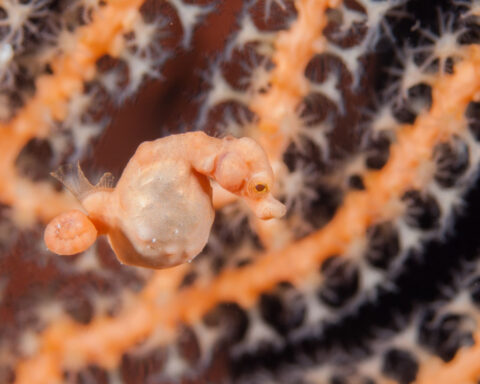 From the sex lives of pygmy seahorses to parasites living in fish nostrils: these photos tell extraordinary ocean stories