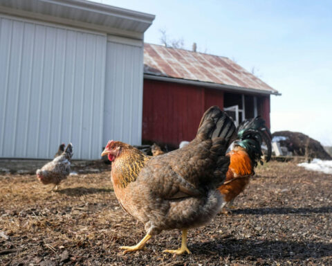 Bird flu flares up again in Michigan poultry – an infectious disease expert explains the risk to humans, chickens, cows and other animals