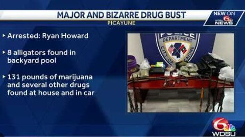 8 alligators found during major drug bust