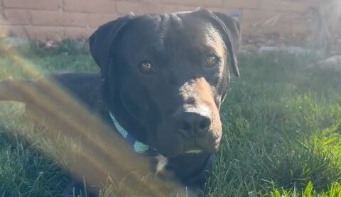 Man adopts dog brought down from Pasadena amid LA Fires