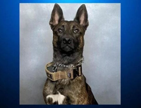 K-9 officer shot, leg amputated after apprehending armed suspect