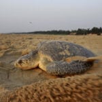 Hundreds of dead sea turtles are washing ashore on India's coast