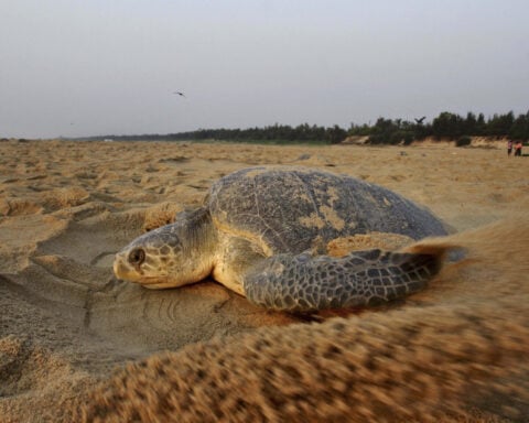 Hundreds of dead sea turtles are washing ashore on India's coast