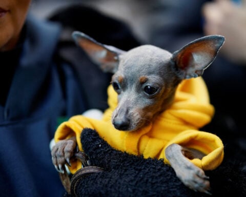 Who's a very good boy? Madrid church douses pets with holy water