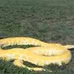 Kansas City Zoo & Aquarium, guests mourn loss of popular giant snake