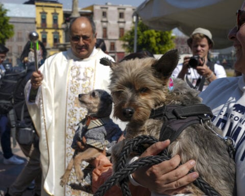 Blessings for dogs? Bring them to Mexico City's cathedral and St. Anthony will do the rest