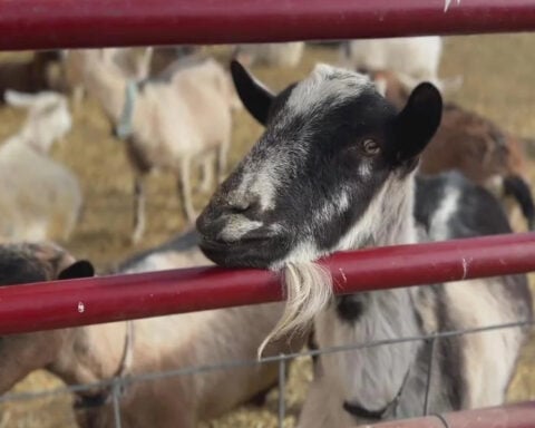 Farm sanctuary prepares animals for arctic blast