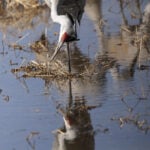 Alabama refuge is a paradise for birders and thousands of migrating sandhill cranes