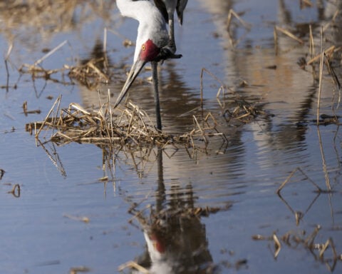 Alabama refuge is a paradise for birders and thousands of migrating sandhill cranes