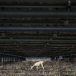 Solar farms are booming in the US and putting thousands of hungry sheep to work