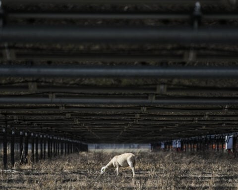 Solar farms are booming in the US and putting thousands of hungry sheep to work