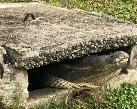 Firefighters help rescue 10-foot alligator from storm drain