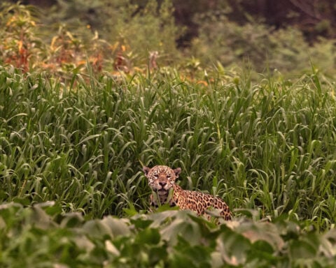 Brazil's biggest farm state seeks to weaken environmental protections