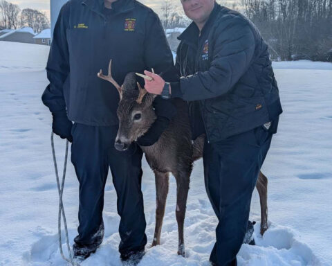 Firefighters rescue deer from icy waters