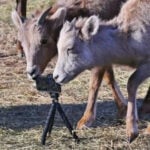 Colorado Parks and Wildlife capture, relocate Rampart Bighorn Sheep for new herd