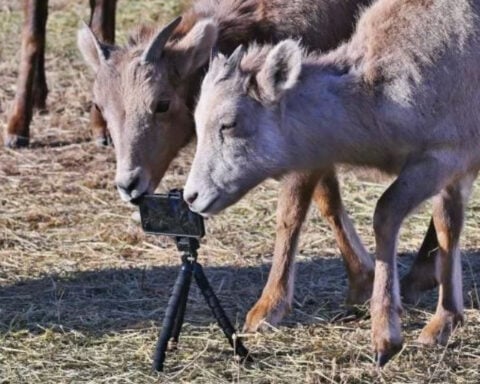 Colorado Parks and Wildlife capture, relocate Rampart Bighorn Sheep for new herd