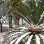 Extreme cold and snow across the South isn't a threat to most native plants and animals, experts say