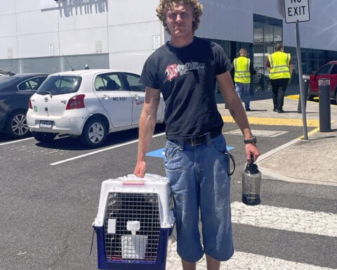 Mittens the cat becomes an accidental frequent flyer after getting mistakenly left on a plane