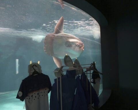 Sunfish that began ailing after aquarium's closure recovers after human cutouts set up outside tank