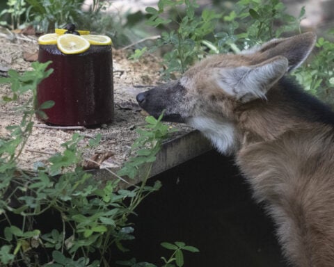 Rio's thirsty zoo animals get icy treats to cool down in Brazil’s stifling summer heat