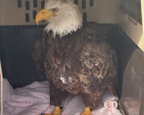 Bald eagle "in a dazed state" rescued along road, officials say