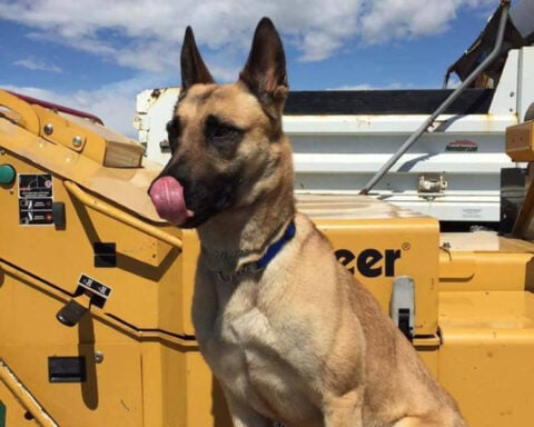 K-9's retirement party was everything a dog could want