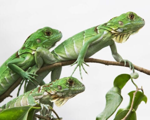 Taiwan plans to cull up to 120,000 green iguanas due to their negative impact on agriculture