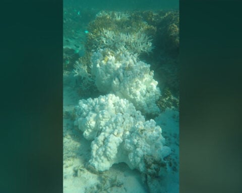 Coral bleaching on Australia’s Great Barrier Reef reaches ‘catastrophic’ levels, study finds