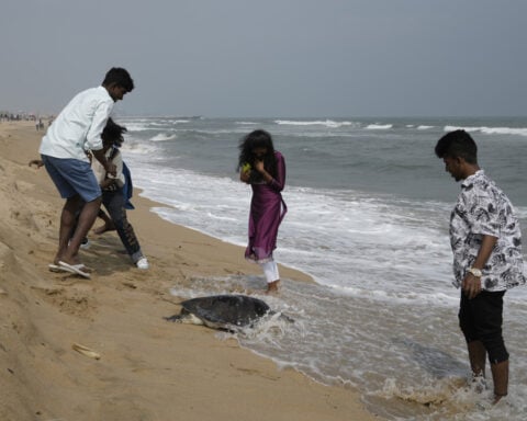 Authorities ramp up efforts to protect sea turtles as deaths on India's shores continue to mount