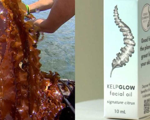 Made in Maine: Kittery company using kelp to help keep skin hydrated