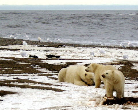Oil industry unlikely to rush to Alaska despite Trump's call to drill 