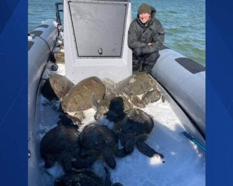 Thirty sea turtles rescued from near-freezing Florida water during historic cold weather