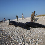 More than 100 dead dolphins found on Somali coast, cause a mystery