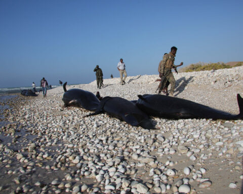 More than 100 dead dolphins found on Somali coast, cause a mystery