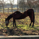 More than 50 dead horses found in San Joaquin County, woman arrested