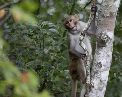 Last 4 escaped monkeys are captured in South Carolina after months on the loose