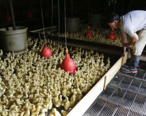 Long Island’s last duck farm weighs closure after outbreak leads to killing of entire flock