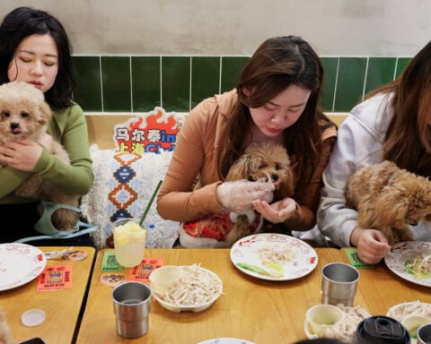 Shanghai celebrates Lunar New Year with a dogs' dinner