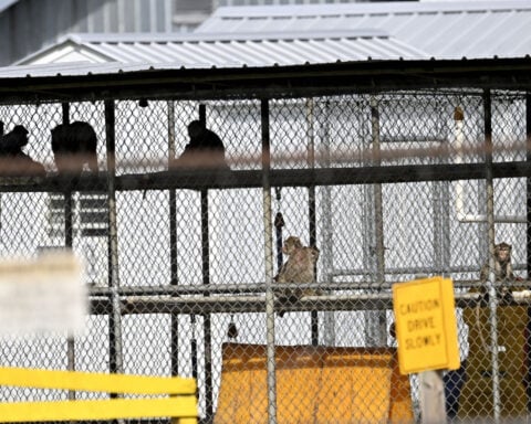 All the monkeys that escaped from a South Carolina research facility have been recaptured