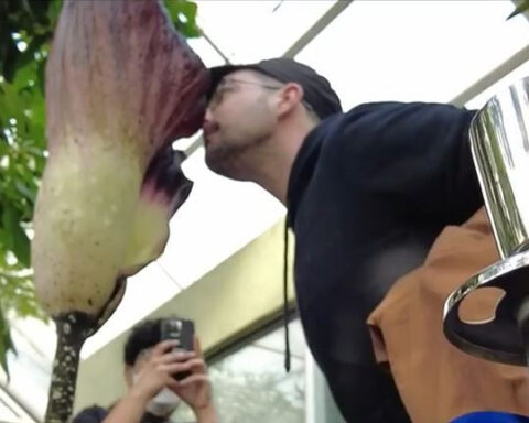 Rare corpse flower blooms at Brooklyn Botanic Garden, crowds drawn to its "stinky cheese, foot smell"