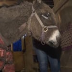 Multiple crews rescue donkey from frozen pond